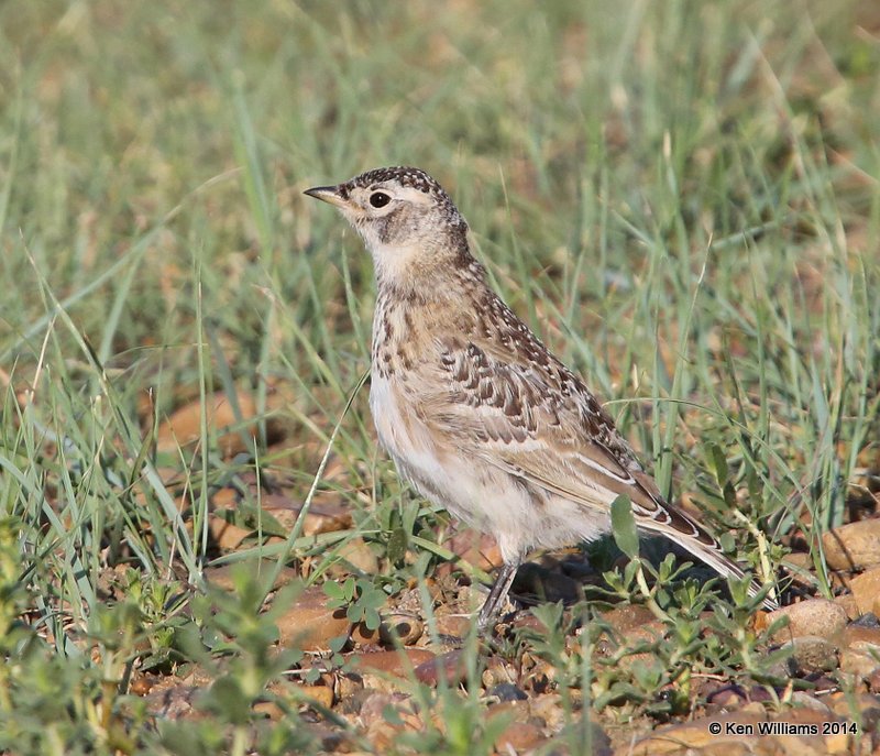 Horned Lark fledgling, Bentonite Road, Glasgow, MT, 6-13-14, Jp_014871.JPG