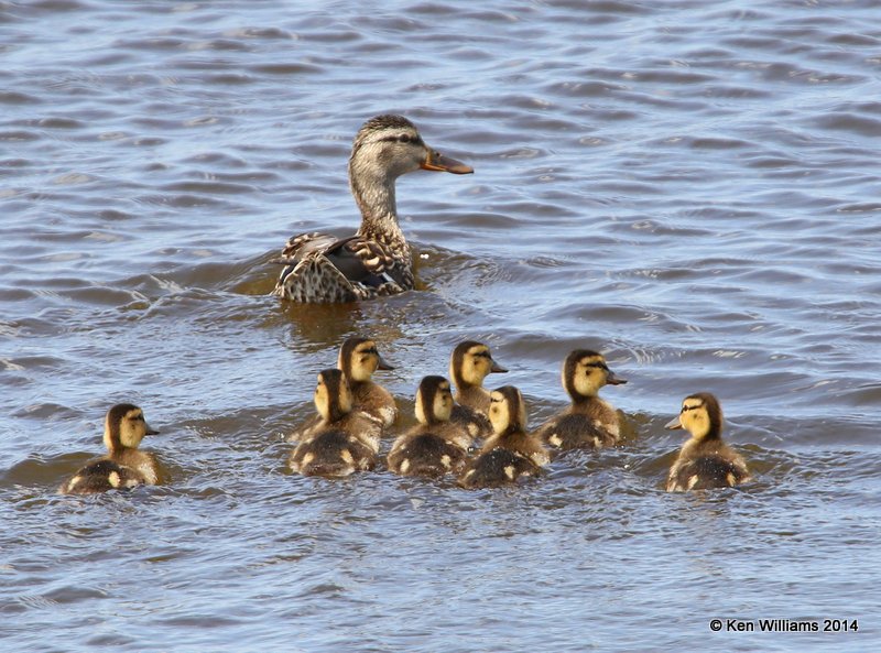 Mallard female with ducklings, SW of, Carringon, ND, 6-9-14, Jp_013230.JPG