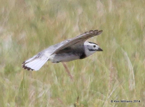 McCown's Longspur male breeding plumage, Bentonite Road, Glasgow, MT, 6-12-14, Jap_014620.JPG