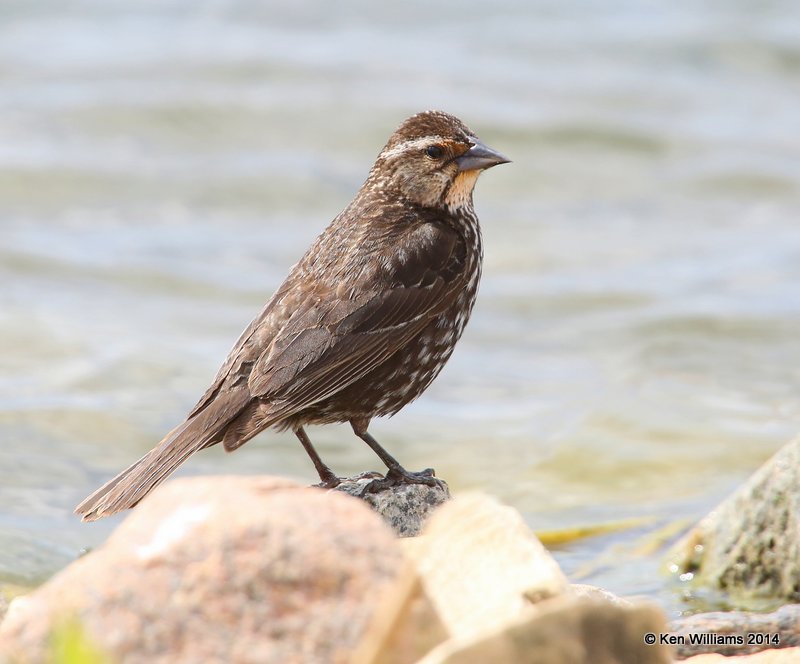 Red-winged Blackbird female, Chase Lake Road, ND, 6-8-14, Jp_012377.JPG