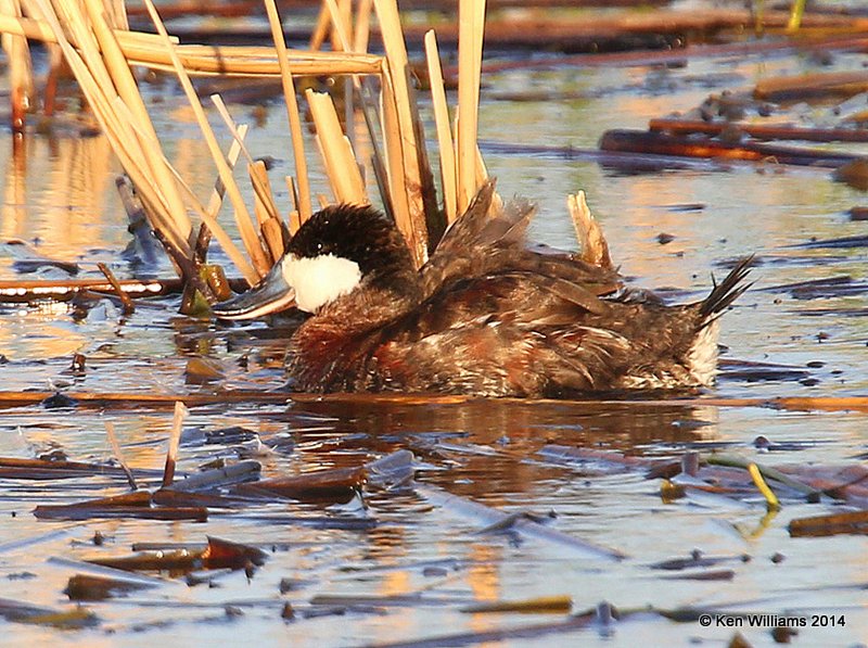 Ruddy Duck - non-breeding plumage, SW of Carringon, ND, 6-9-14, Jap_013668.JPG