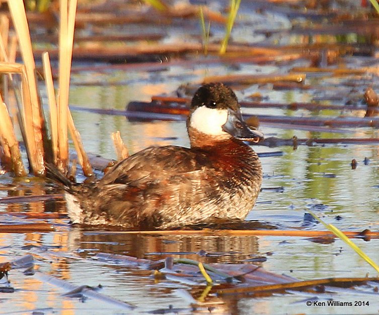 Ruddy Duck - non-breeding plumage, SW of Carringon, ND, 6-9-14, Jap_013674.JPG