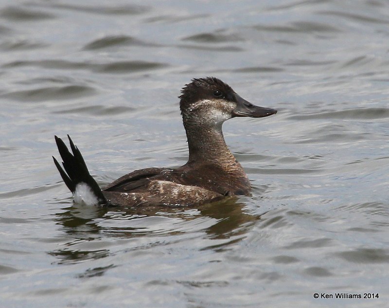 Ruddy Duck female, SW of Carrington, ND, 6-9-14, Jp_013817.JPG