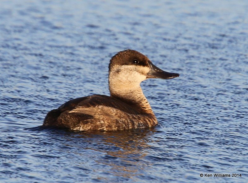 Ruddy Duck female, SW of Carringon, ND, 6-9-14, Jp_013655.JPG