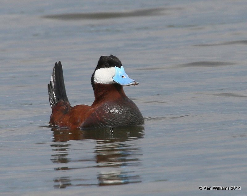 Ruddy Duck male, SW of Carrington, ND, 6-9-14, Jp_013790.JPG