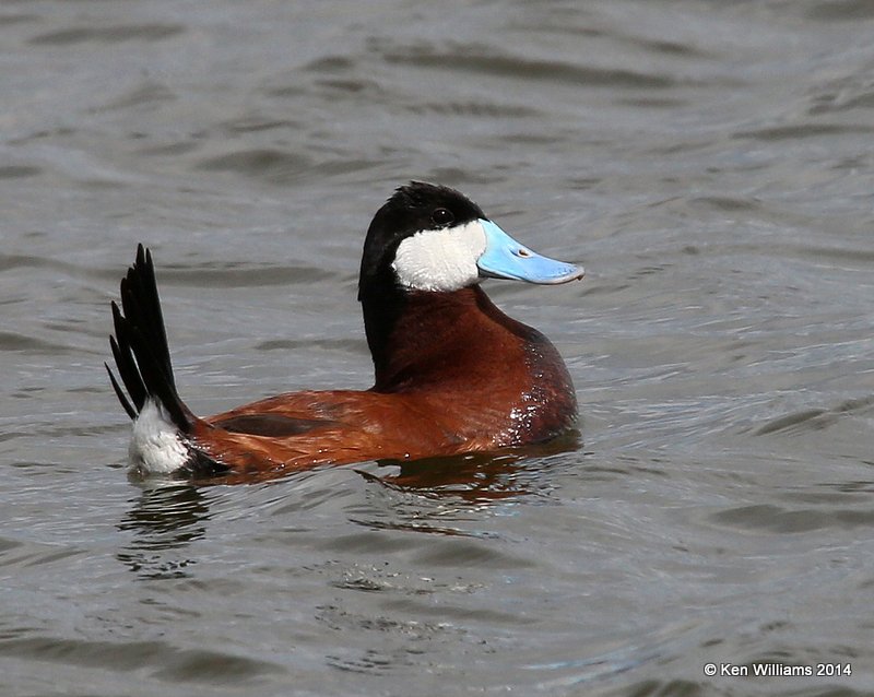 Ruddy Duck male, SW of Carrington, ND, 6-9-14, Jp_013827.JPG