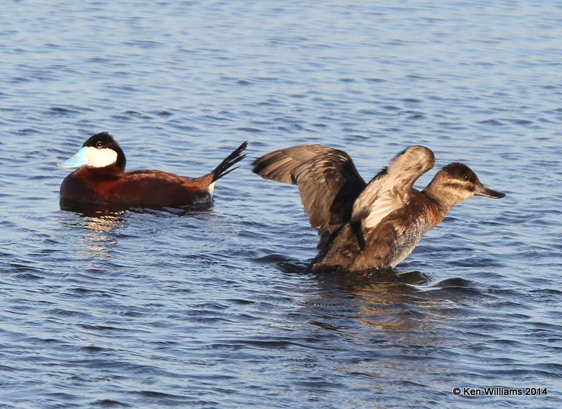 Ruddy Duck, SW of Carringon, ND, 6-9-14, Jap_013617.JPG
