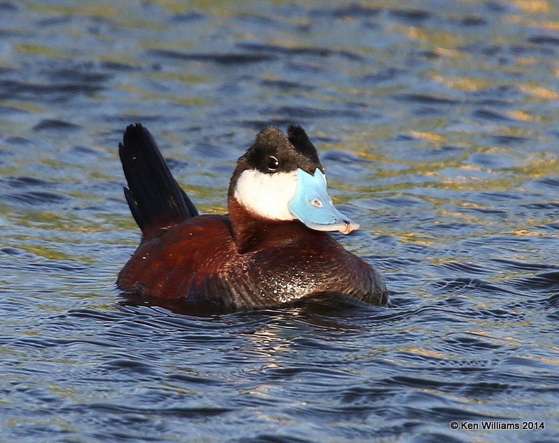 Ruddy Duck, SW of Carringon, ND, 6-9-14, Jp_013638.JPG