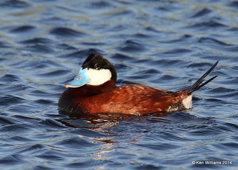 Ruddy Duck, SW of Carringon, ND, 6-9-14, Jp_013647.JPG