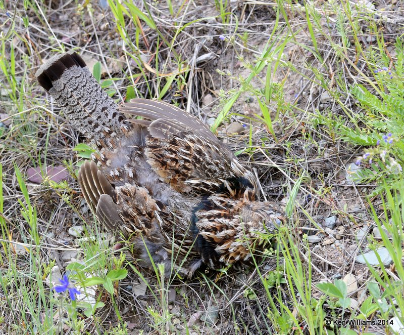 Ruffled Grouse - road kill, Glacier Nat. Park - East , MT, 6-24-14, Jp_018618.JPG