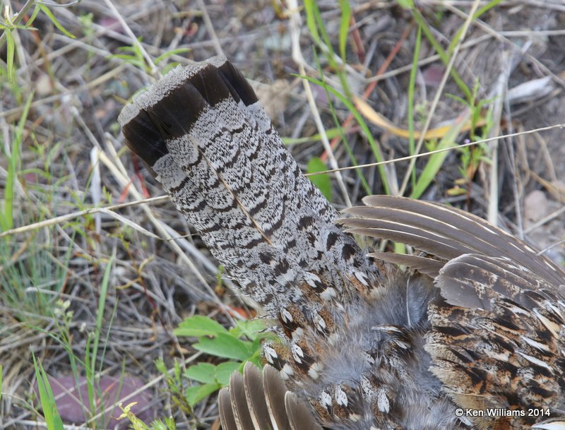 Ruffled Grouse tail - road kill, Glacier Nat. Park - East , MT, 6-24-14, Jp_018614.JPG