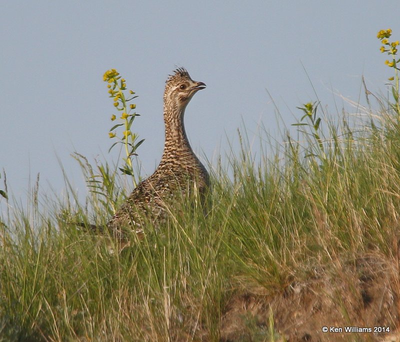 Sharp-tailed Grouse, SW of Carringon, ND, 6-9-14, Jp_013485.JPG