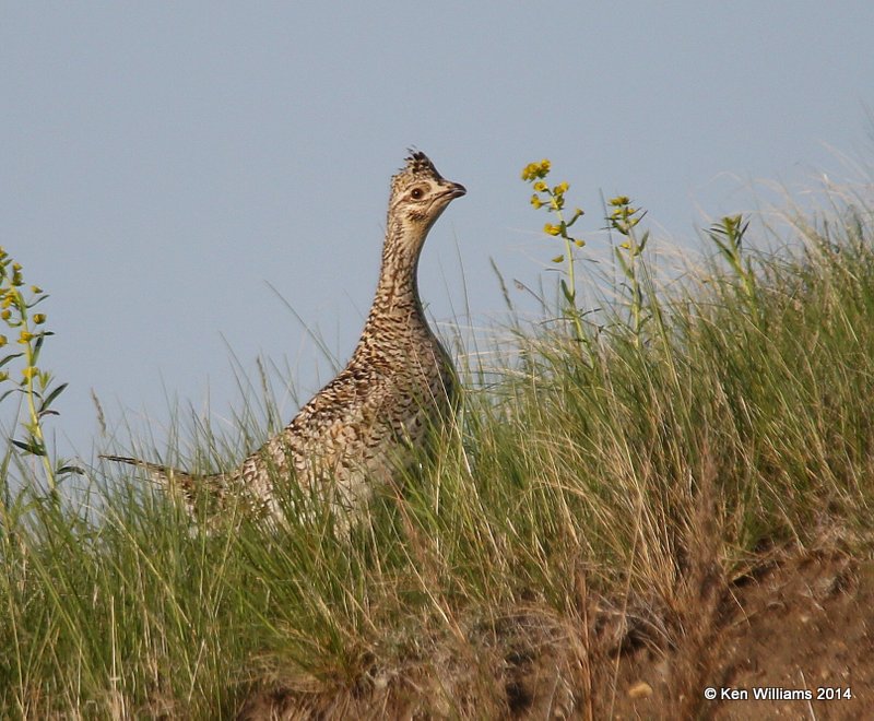 Sharp-tailed Grouse, SW of Carringon, ND, 6-9-14, Jp_013511.JPG