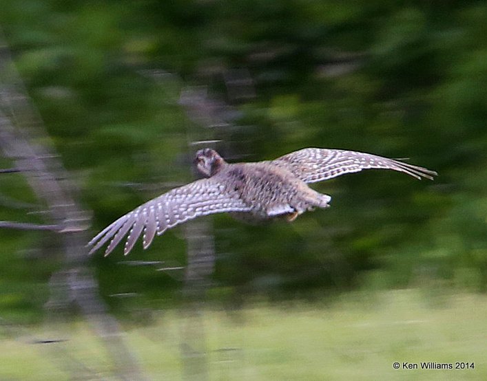 Sharp-tailed Grouse, Theodore Roosevelt National Park, Medora, ND, 6-11-14, Jap_014345.JPG