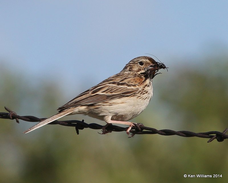 Vesper Sparrow, SW of Carringon, ND, 6-9-14, Jp_013318.JPG