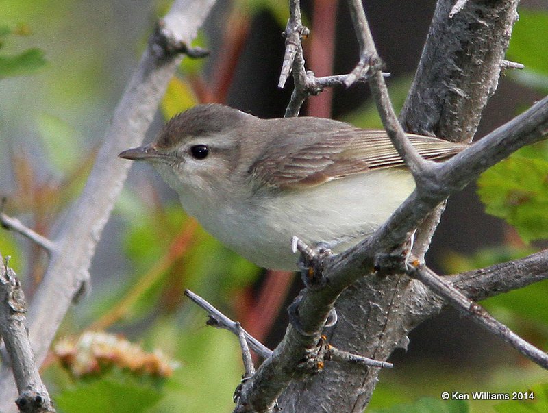 Warbling Vireo, Glacier Nat. Park, 6-22-14, Jap_017694.JPG