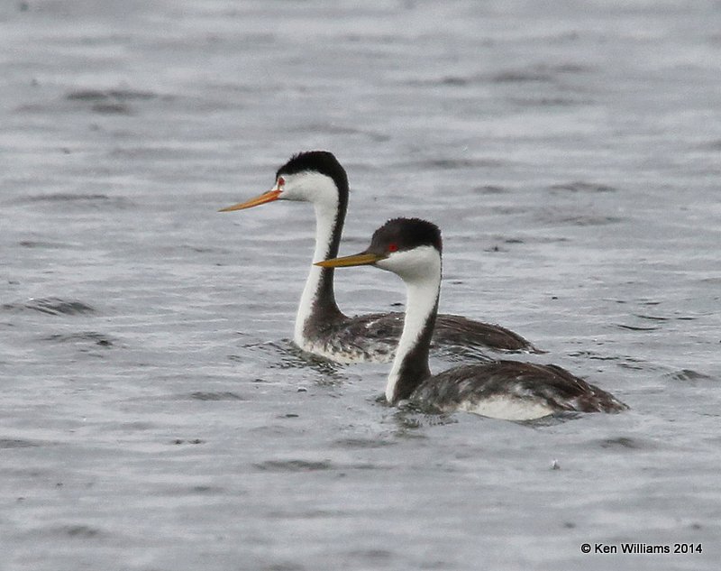 Western - front & Clark's Grebes - back, Chase Lake Road, ND, 6-8-14, Jap_012759.JPG