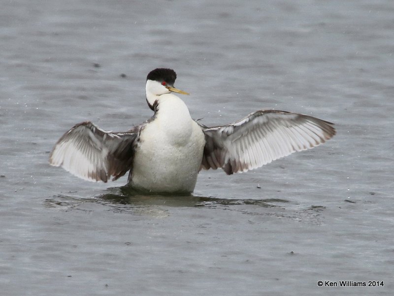 Western Grebes, Chase Lake Road, ND, 6-8-14, Jap_012730.JPG