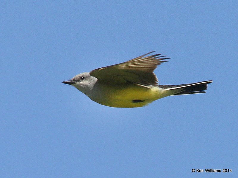 Western Kingbird, SE of Carringon, ND, 6-9-14, Jap_012950.JPG