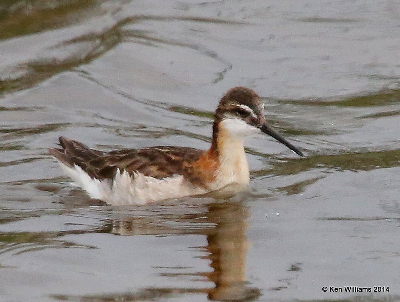Wilson's Phalarope male, SW of Carrington, ND, 6-9-14, Jp_013895.JPG