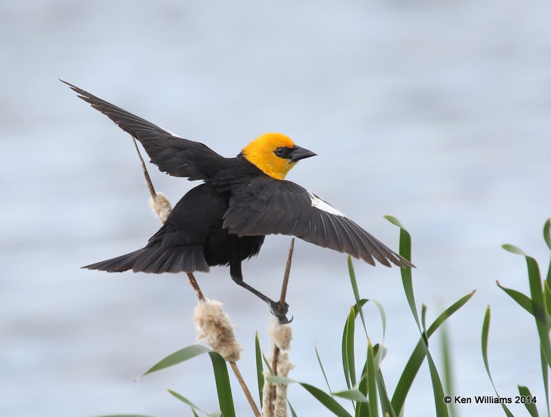 Yellow-headed Blackbird male, Chase Lake Road, ND, 6-8-14, Jp_012362.JPG