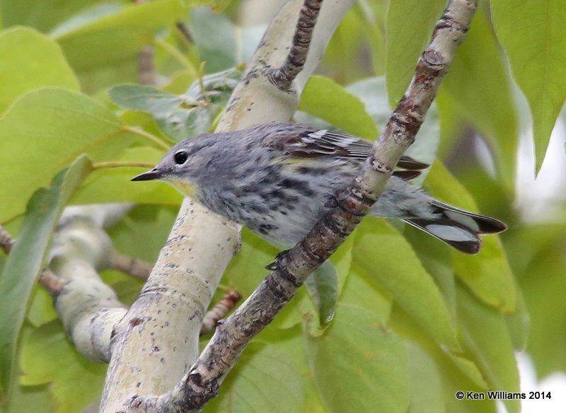 Yellow-rumped Warbler - Audubon's, Glacier Nat. Park - East , MT, 6-24-14, Jp_018642.JPG,