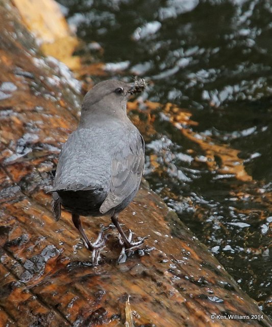 American Dipper, Yellowstone Nat. Park, WY, 6-17-14, Jp_015567.JPG