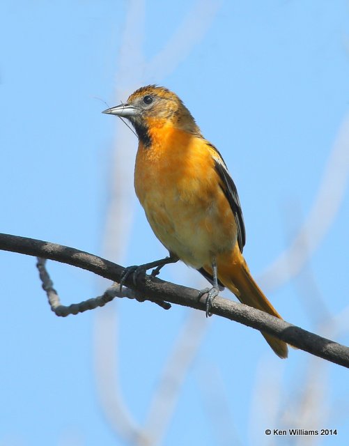 Bullock's Oriole female, SE of Carringon, ND, 6-9-14, Jp_012872.JPG