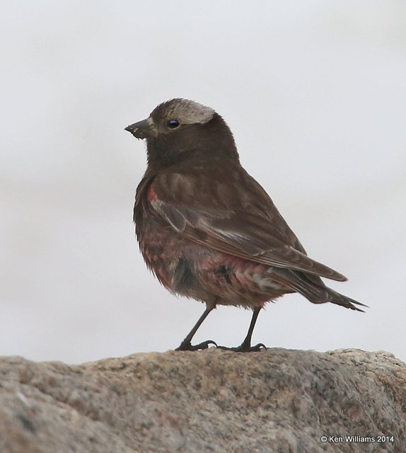 Black Rosy-Finch, Beartoot Highway, MT, 6-26-14, Jp_018800.JPG