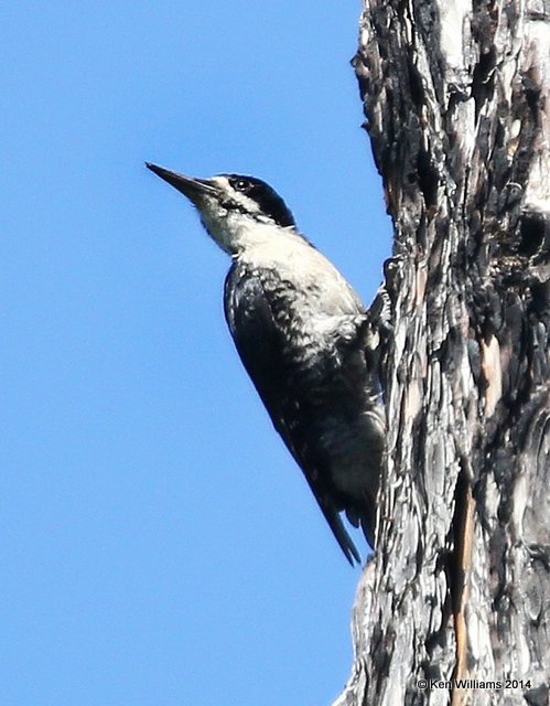 Black-backed Woodpecker male, Glacier Nat. Park, 6-21-14, Jp2_016828.JPG