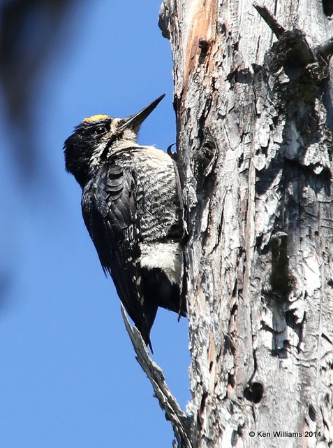 Black-backed Woodpecker male, Glacier Nat. Park, 6-21-14, Jp_017361.JPG