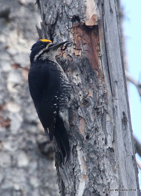 Black-backed Woodpecker male, Glacier Nat. Park, 6-21-14, Jp_017448.JPG