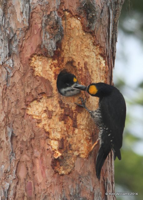 Black-backed Woodpecker, Glacier Nat. Park, 6-22-14, Jp_017589.JPG