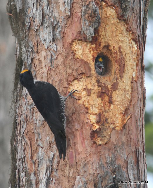 Black-backed Woodpecker, Glacier Nat. Park, 6-22-14, Jp_017608.JPG