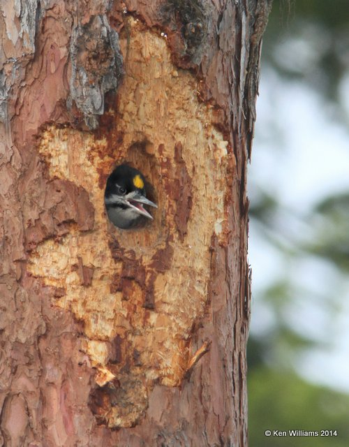 Black-backed Woodpecker, Glacier Nat. Park, 6-22-14, Jp_017612.JPG