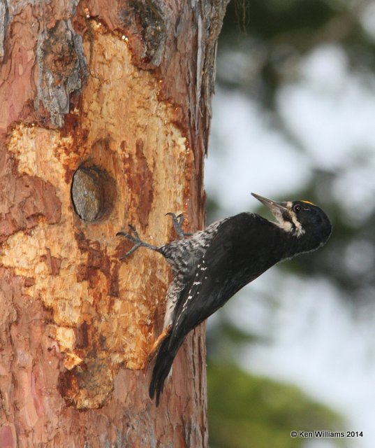Black-backed Woodpecker, Glacier Nat. Park, 6-22-14, Jp_017613.JPG