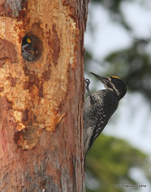 Black-backed Woodpecker, Glacier Nat. Park, 6-22-14, Jp_017620.JPG
