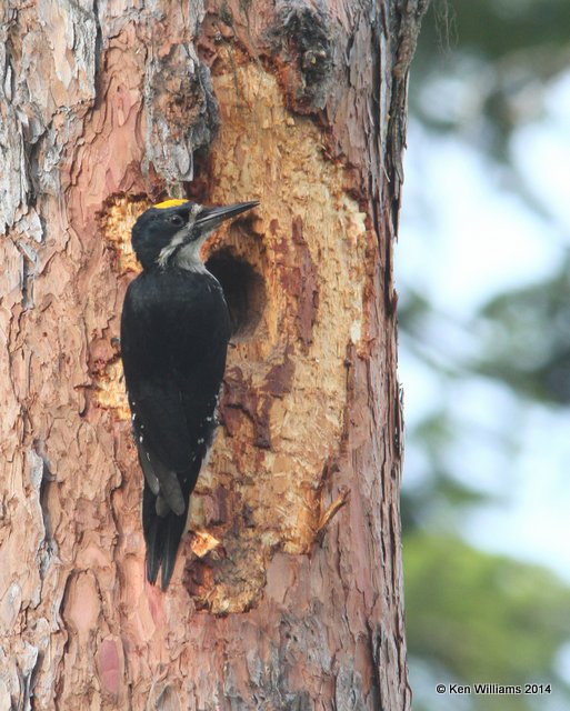 Black-backed Woodpecker, Glacier Nat. Park, 6-22-14, Jp_017645.JPG