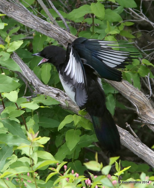 Black-billed Magpie juvenile, Mammoth Hot Springs, Yellowstone Nat. Park, WY, 6-18-14, Jp_016189.JPG