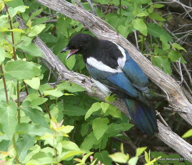 Black-billed Magpie juvenile, Mammoth Hot Springs, Yellowstone Nat. Park, WY, 6-18-14, Jp_016191.JPG