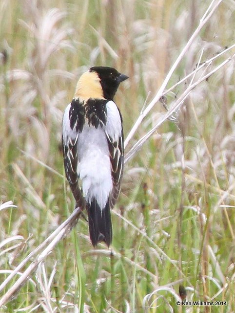 Bobolink male, SW of Carrington, ND, 6-9-14, Jp2_013977.JPG