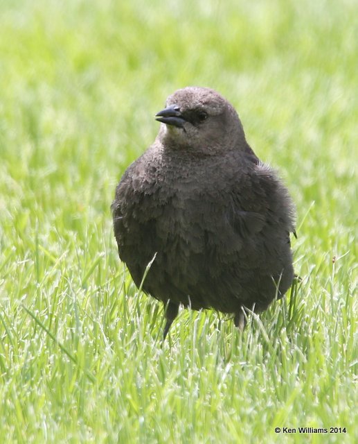 Brewer's Blackbird female, Cody, WY, 6-14-14, Jp_014891.JPG