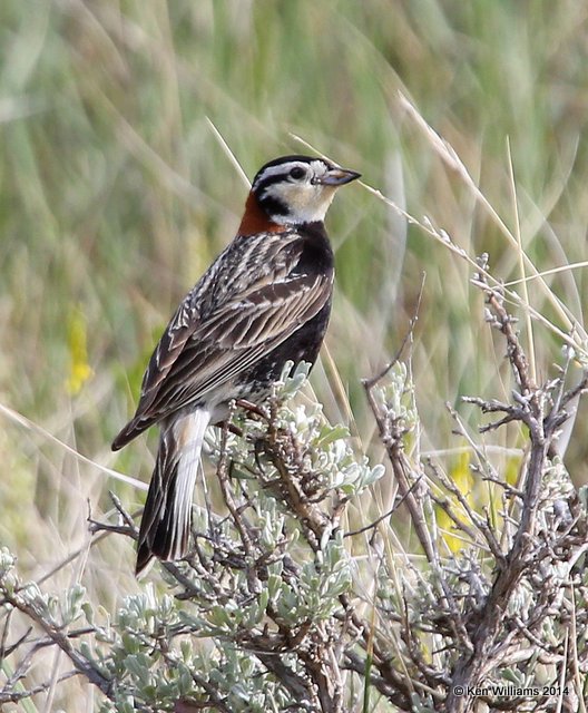 Chestnut-collared Longspur male, Bentonite Road, Glasgow, MT, 6-12-14, Jp_014550.JPG