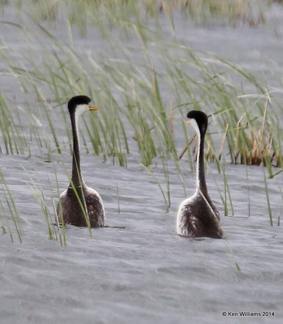 Clark's Grebes, Chase Lake Road, ND, 6-8-14, Jp_012680.JPG