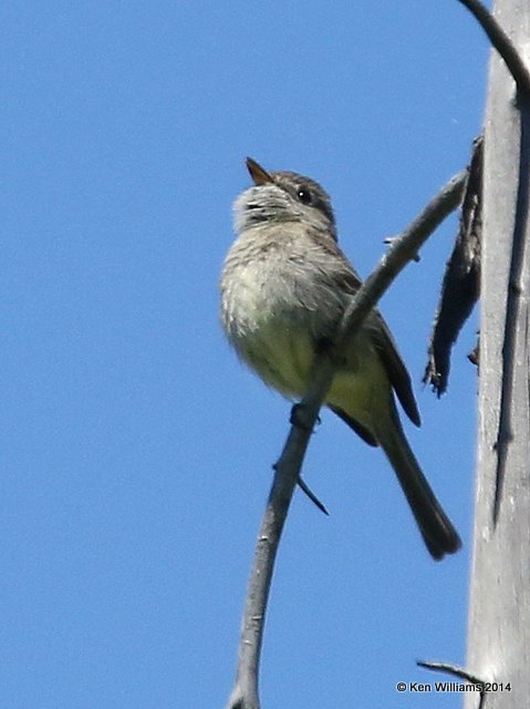 Dusky Flycatcher, Glacier Nat. Park, MT, 6-21-14, Jp_016893.JPG