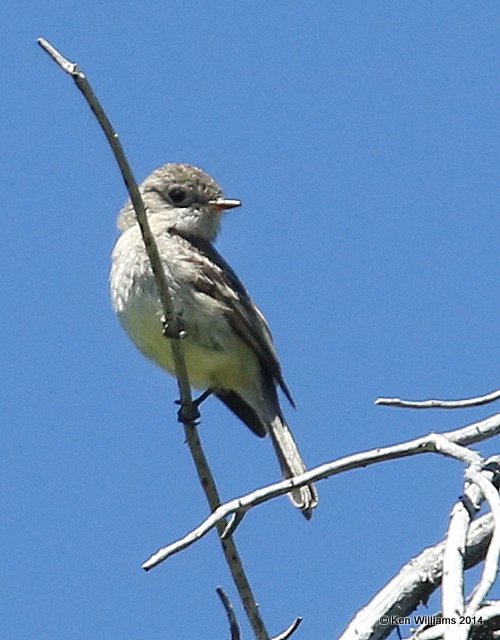 Dusky Flycatcher, Glacier Nat. Park, MT, 6-21-14, Jp_016901.JPG