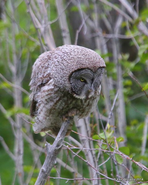 Great Gray Owl, Grand Teton Nat. Park, WY, 6-17-14, Jp_015934.JPG