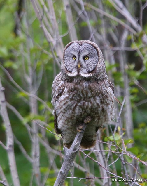 Great Gray Owl, Grand Teton Nat. Park, WY, 6-17-14, Jp_015964.JPG