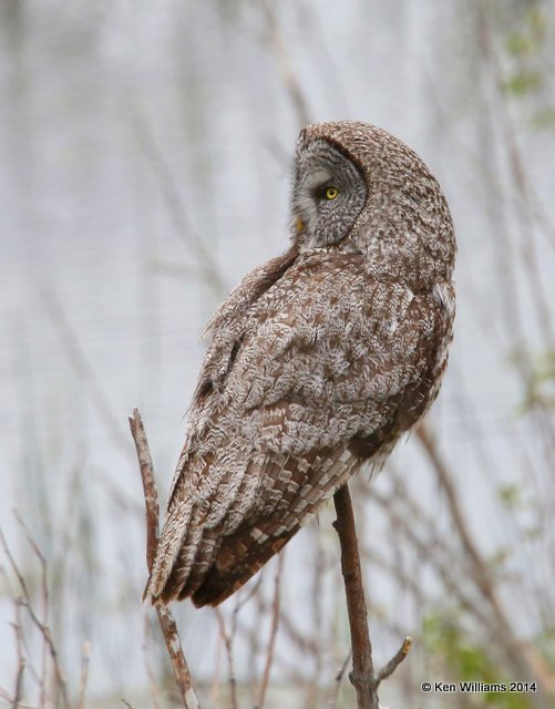 Great Gray Owl, Grand Teton Nat. Park, WY, 6-17-14, Jp_016060.JPG