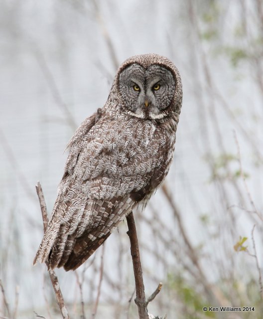 Great Gray Owl, Grand Teton Nat. Park, WY, 6-17-14, Jp_016067.JPG